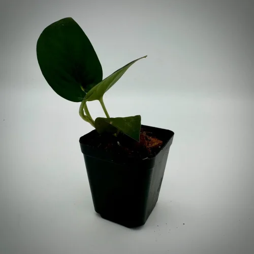 Scindapsus jade black - Miniaturbild 3