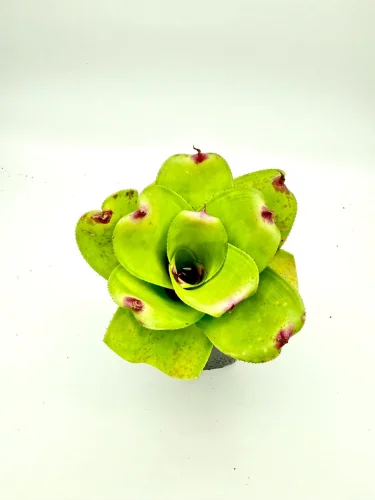 Hauptbild von M- Neoregelia Martha Mcallister x little faith