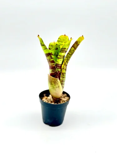 S- Neoregelia Alley cat - Miniaturbild 3