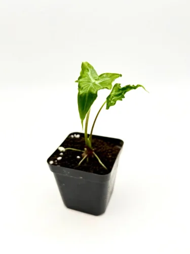 Hauptbild von Alocasia Teletubies Jungpflanze