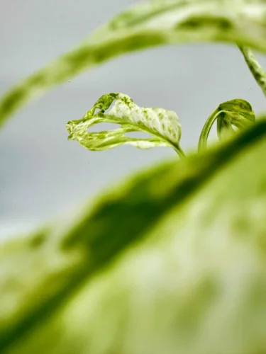 Monstera Adonsonii variegata - Miniaturbild 3