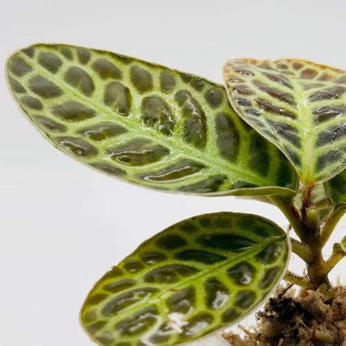 Hauptbild von Labisia Turtleback