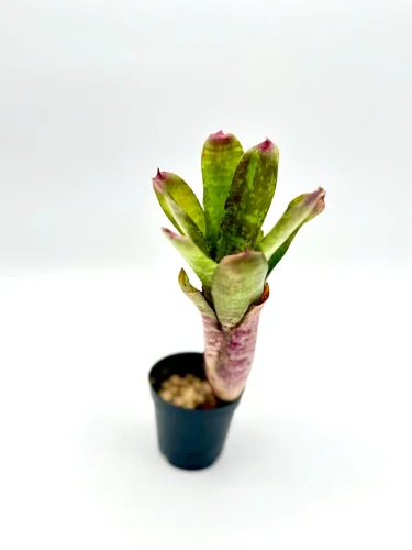 S- Neoregelia Pheasant - Miniaturbild 3