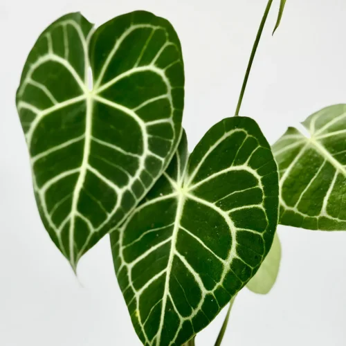 Hauptbild von Anthurium clarinervium