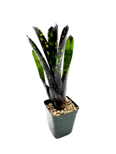 Hauptbild von S- Neoregelia Nosferatu
