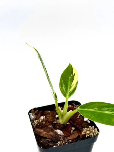 Philodendron green congo - Miniaturbild 3