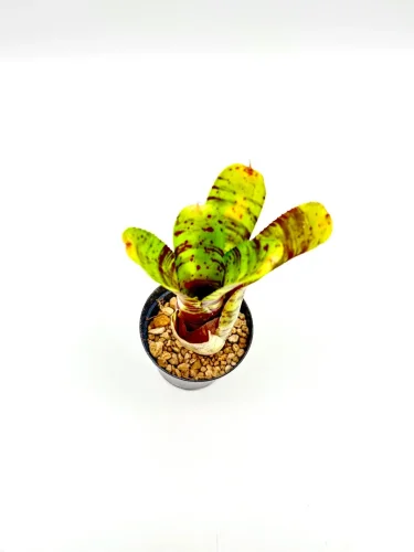 S- Neoregelia Alley cat - Miniaturbild 2