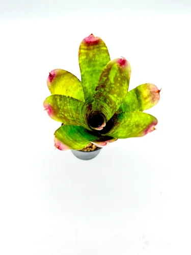 S- Neoregelia Pheasant - Miniaturbild 2