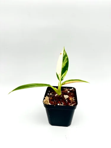 Hauptbild von Philodendron green congo