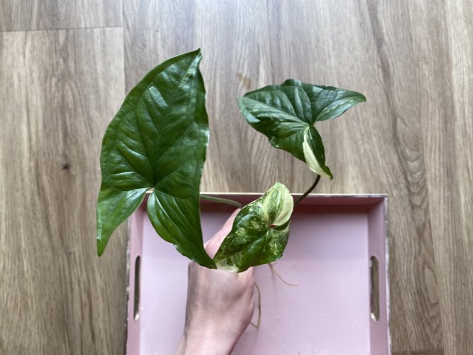 Syngonium podophyllum var. albolineatum - Miniaturbild 5