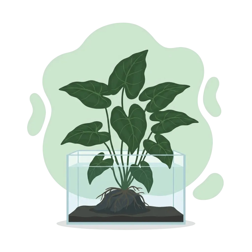 Anubias barteri - Robuste Aquarienpflanze auf Wurzelholz