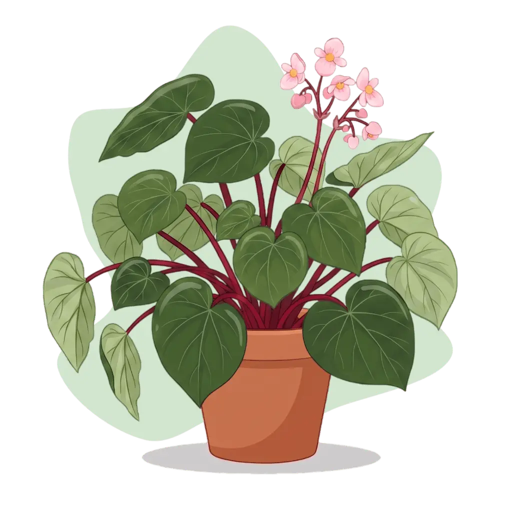 Begonia gueritziana - rhizomatöse Begonie aus Borneo mit asymmetrischen grünen Blättern