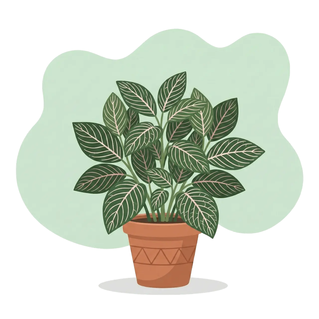 Fittonia albivenis - Nervenpflanze mit leuchtend geäderten Blättern in Pink und Weiß