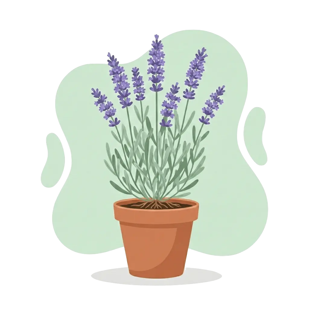 Lavandula angustifolia - Echter Lavendel mit violetten Blütenähren und silbrig-grünem Laub