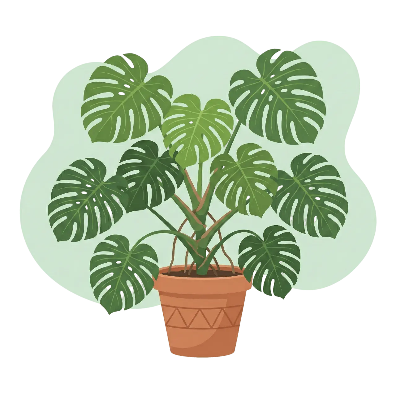 Monstera deliciosa - Köstliches Fensterblatt mit typischen geschlitzten Blättern