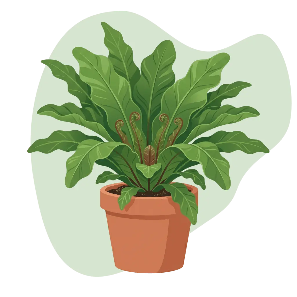 Asplenium nidus