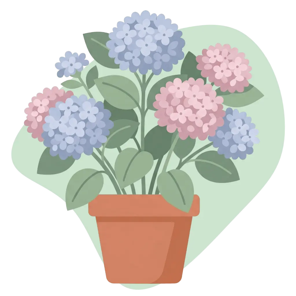 Hydrangea macrophylla